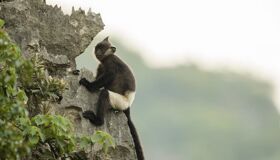 Spot one of the world’s rarest primates on your Vietnam wildlife adventure